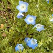 ヒメ日記 2026/03/10 07:05 投稿 はな PLAYBOY（一番町）