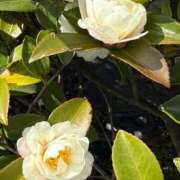 ヒメ日記 2026/03/11 08:52 投稿 はな PLAYBOY（一番町）