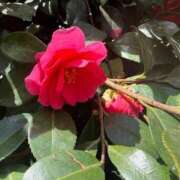 ヒメ日記 2026/03/12 11:35 投稿 はな PLAYBOY（一番町）