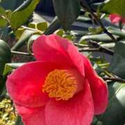 ヒメ日記 2026/03/13 10:05 投稿 はな PLAYBOY（一番町）