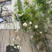 ヒメ日記 2026/03/15 10:35 投稿 はな PLAYBOY（一番町）