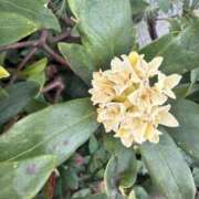 ヒメ日記 2026/03/17 09:25 投稿 はな PLAYBOY（一番町）