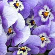 ヒメ日記 2026/03/21 09:45 投稿 はな PLAYBOY（一番町）