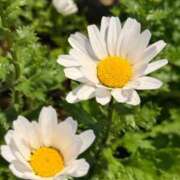 ヒメ日記 2026/03/23 08:53 投稿 はな PLAYBOY（一番町）