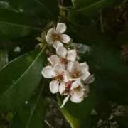 ヒメ日記 2026/03/24 12:35 投稿 はな PLAYBOY（一番町）