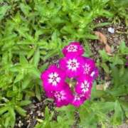 ヒメ日記 2026/03/25 09:55 投稿 はな PLAYBOY（一番町）