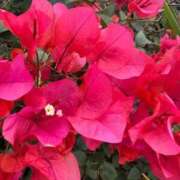 ヒメ日記 2026/03/27 09:38 投稿 はな PLAYBOY（一番町）