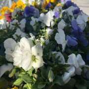 ヒメ日記 2026/03/28 06:25 投稿 はな PLAYBOY（一番町）