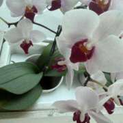 ヒメ日記 2026/03/29 09:25 投稿 はな PLAYBOY（一番町）