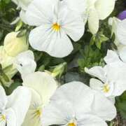 ヒメ日記 2026/04/02 07:55 投稿 はな PLAYBOY（一番町）