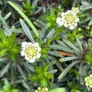 ヒメ日記 2026/04/03 10:29 投稿 はな PLAYBOY（一番町）