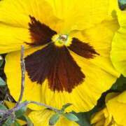 ヒメ日記 2026/04/04 09:45 投稿 はな PLAYBOY（一番町）