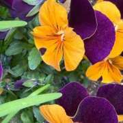 ヒメ日記 2026/04/05 07:25 投稿 はな PLAYBOY（一番町）