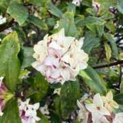 ヒメ日記 2026/04/06 10:55 投稿 はな PLAYBOY（一番町）