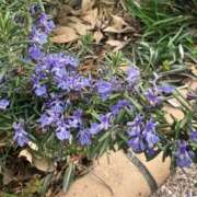 ヒメ日記 2026/04/07 10:45 投稿 はな PLAYBOY（一番町）