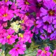 ヒメ日記 2026/04/08 08:15 投稿 はな PLAYBOY（一番町）