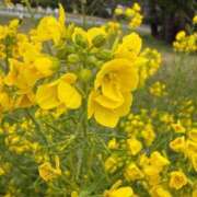 ヒメ日記 2026/04/09 08:25 投稿 はな PLAYBOY（一番町）