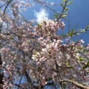 ヒメ日記 2026/04/18 07:15 投稿 はな PLAYBOY（一番町）