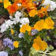 ヒメ日記 2026/05/01 08:45 投稿 はな PLAYBOY（一番町）