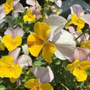 ヒメ日記 2026/05/11 12:05 投稿 はな PLAYBOY（一番町）
