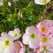 ヒメ日記 2026/06/10 09:55 投稿 はな PLAYBOY（一番町）