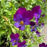 ヒメ日記 2026/06/13 07:35 投稿 はな PLAYBOY（一番町）