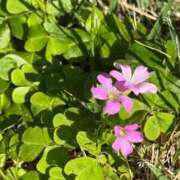 ヒメ日記 2026/06/14 09:35 投稿 はな PLAYBOY（一番町）