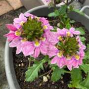 ヒメ日記 2026/06/20 10:08 投稿 はな PLAYBOY（一番町）