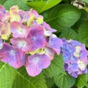 ヒメ日記 2026/07/02 08:55 投稿 はな PLAYBOY（一番町）