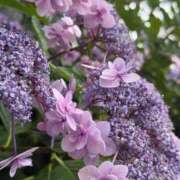 ヒメ日記 2026/07/05 07:35 投稿 はな PLAYBOY（一番町）