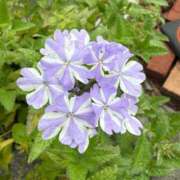 ヒメ日記 2026/07/09 07:35 投稿 はな PLAYBOY（一番町）
