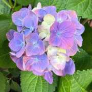 ヒメ日記 2026/07/12 07:35 投稿 はな PLAYBOY（一番町）