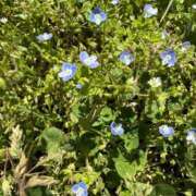 ヒメ日記 2026/08/01 09:05 投稿 はな PLAYBOY（一番町）