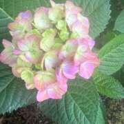 ヒメ日記 2026/08/02 07:05 投稿 はな PLAYBOY（一番町）