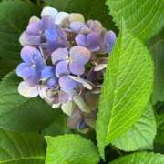 ヒメ日記 2026/08/13 08:55 投稿 はな PLAYBOY（一番町）