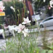 ヒメ日記 2026/09/18 08:17 投稿 はな PLAYBOY（一番町）