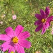 ヒメ日記 2026/10/05 08:05 投稿 はな PLAYBOY（一番町）