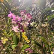 ヒメ日記 2026/10/09 07:05 投稿 はな PLAYBOY（一番町）