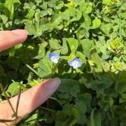 るい わんこの〇〇 PLAYBOY（一番町）