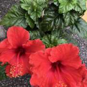 ヒメ日記 2025/06/10 16:45 投稿 ジュリ Club 妻