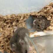 ヒメ日記 2025/09/09 06:09 投稿 ジュリ Club 妻