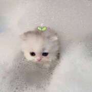 ヒメ日記 2025/04/03 04:20 投稿 みお Aroma Olive ～アロマオリーブ～