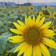 ヒメ日記 2025/08/23 21:00 投稿 Konoha ワンカラット～人妻の輝き～