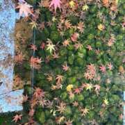 ヒメ日記 2025/11/24 19:57 投稿 Konoha ワンカラット～人妻の輝き～