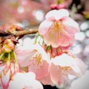 ヒメ日記 2025/03/14 20:05 投稿 ゆるり バイオレンス