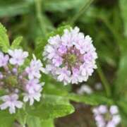 ヒメ日記 2025/07/06 18:06 投稿 ゆるり バイオレンス