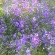 ヒメ日記 2026/04/03 13:45 投稿 ゆるり バイオレンス