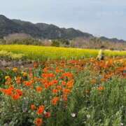 ヒメ日記 2026/04/08 10:35 投稿 ゆるり バイオレンス