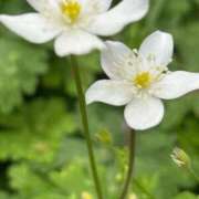 ヒメ日記 2026/04/16 05:25 投稿 ゆるり バイオレンス