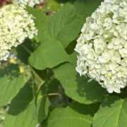 ヒメ日記 2026/06/20 08:15 投稿 ゆるり バイオレンス